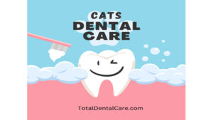 Importance of dental care in cats