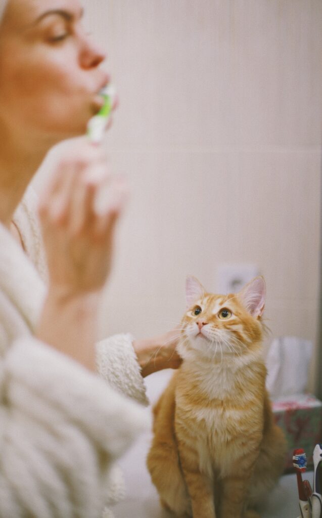 tips for daily oral care of your cat